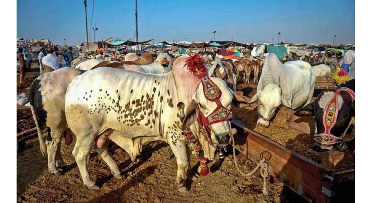 DC imposes ban on sale, purchase of sacrificial animal on roads
