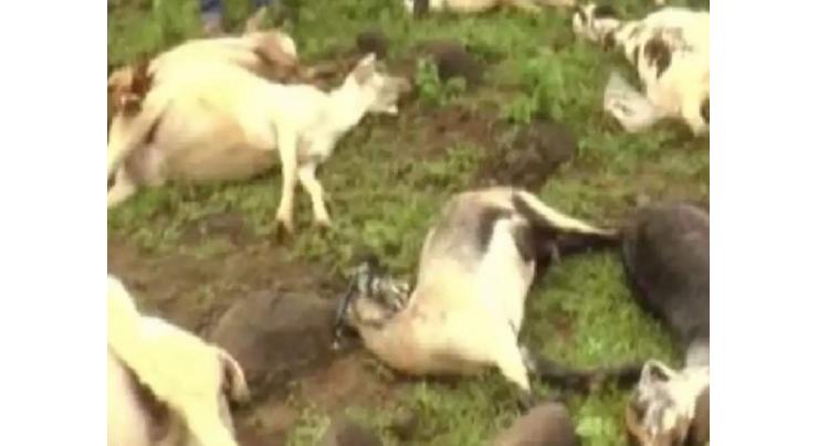 About 30 sheep, goats die after allegedly consuming poisonous water
