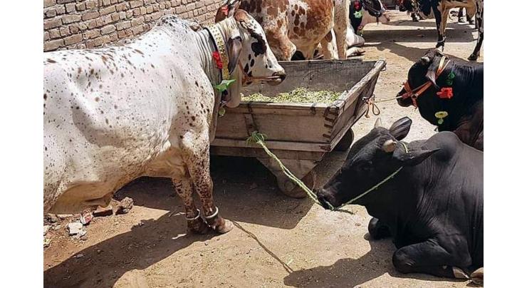 13856 cases of Lumpy skin disease reported in KP, 208252 animals vaccinated so far
