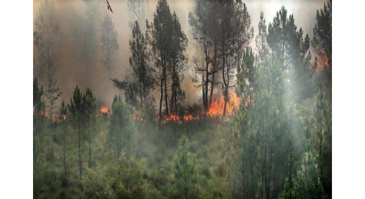 Forest fires rage in scorching southwest Europe
