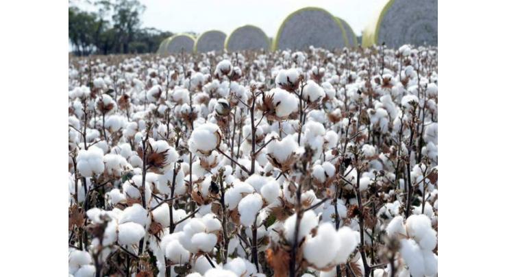 PCGA demands compensation of cotton crop, ginning factories' loss caused by natural calamity
