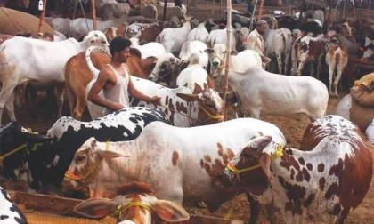 DC visits sale points of sacrificial animals to review facilities
