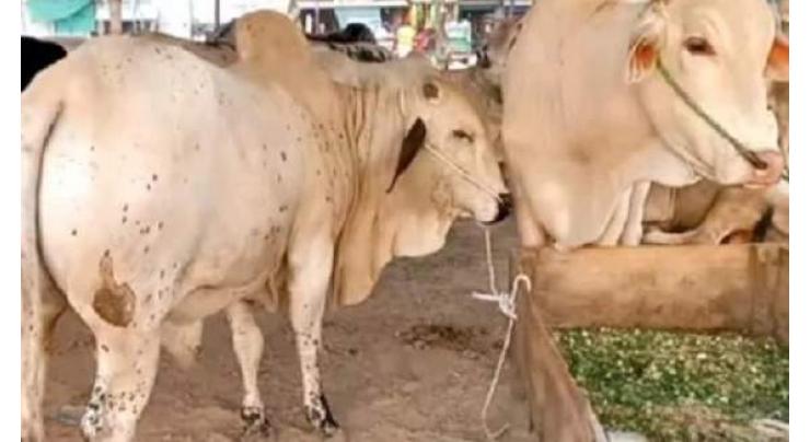 Free medical camp sets up for animals treatment in Nawabshah

