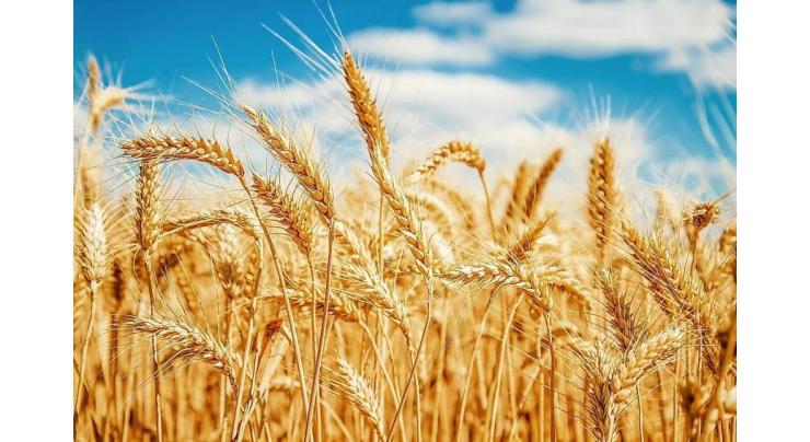 First Ukrainian wheat shipments expected next week: UN
