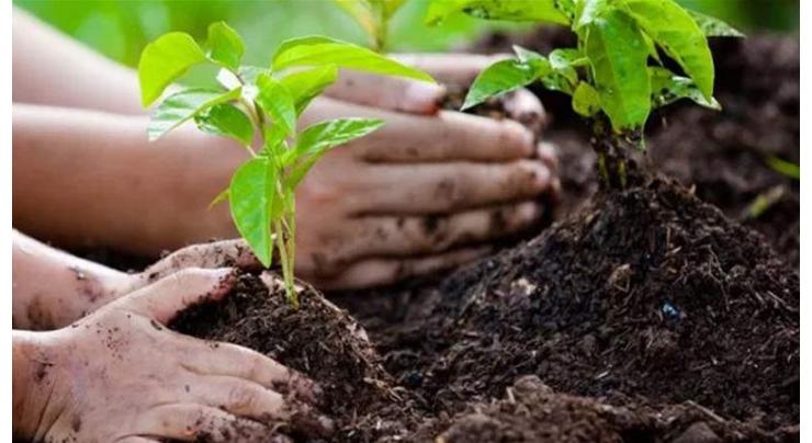 Forest dept continues diamond jubilee tree plantation drive
