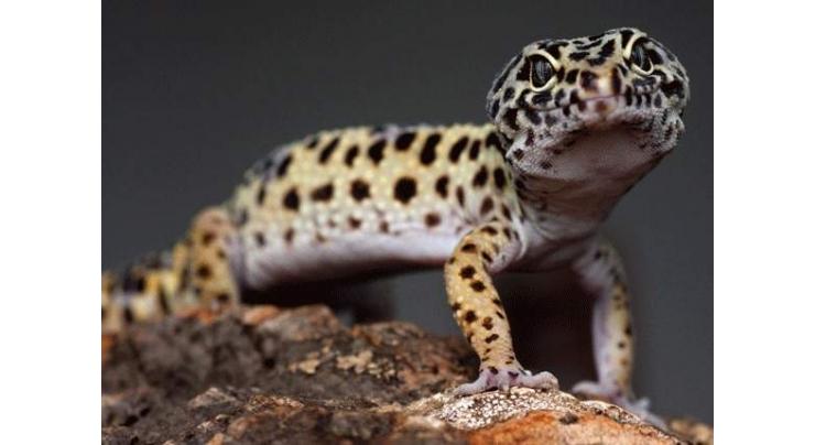 Wildlife deptt foils bid to smuggle gecko lizard, arrests 3 poachers
