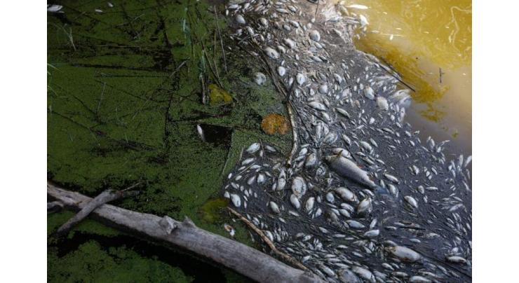 Polish firemen pull tonnes of dead fish from Oder river
