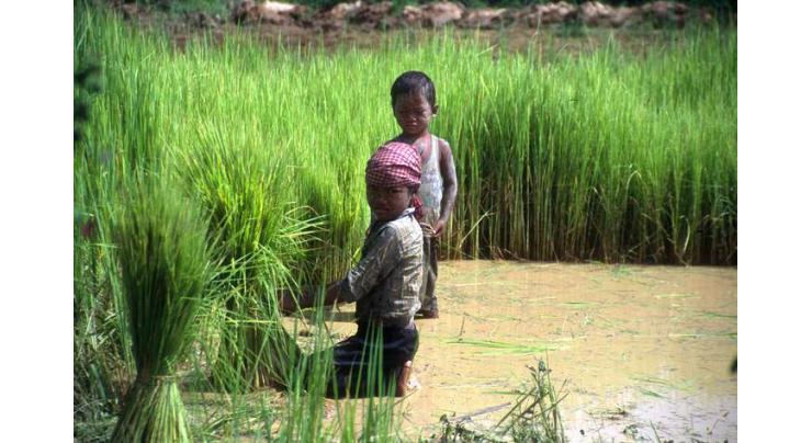 Agriculture experts and FAO expresses concerns over child labour
