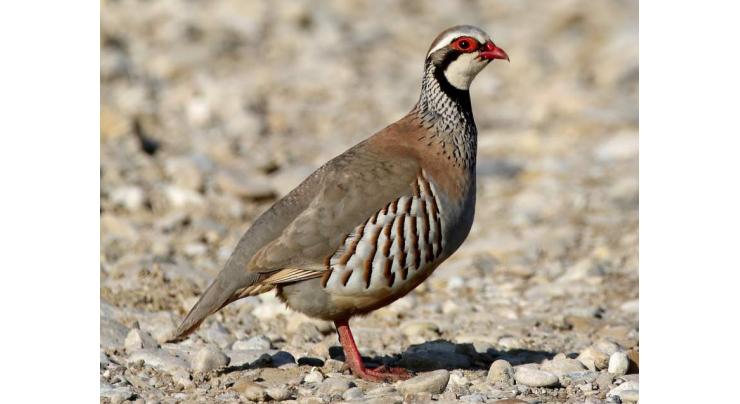 Partridge hunters record to be maintained
