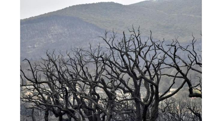 Algeria fires burned UNESCO-listed park: expert
