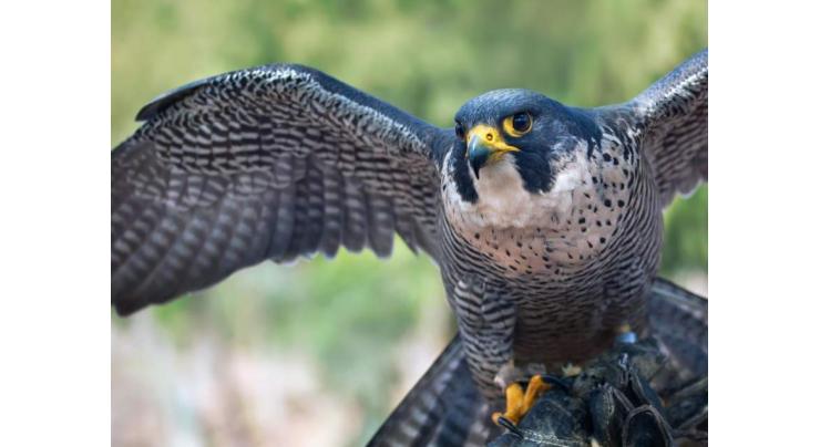 15 falcons confiscated
