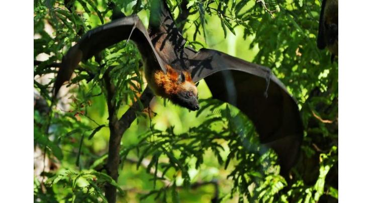 Large size fruit bats stun locals in Shangla, damaging orchids
