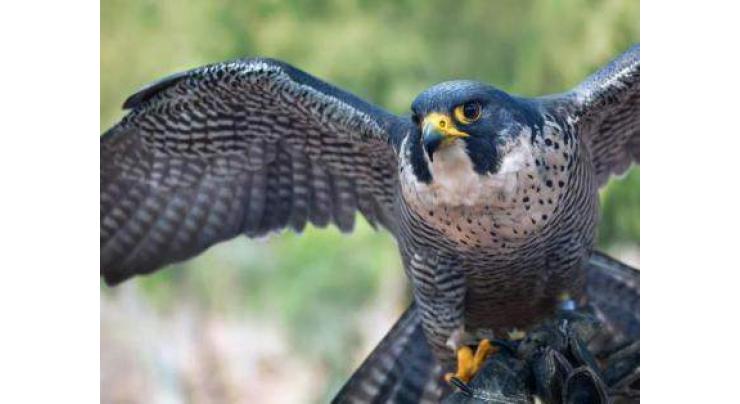 Wildlife Deptt releases 15 seized falcons in D I Khan
