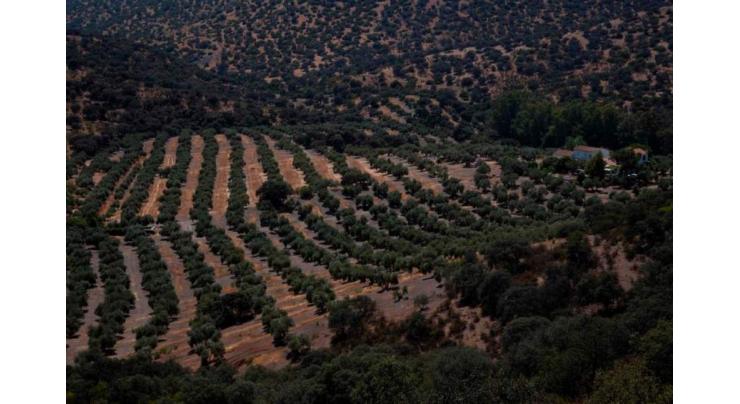 Drought in Spain May Halve Olive Harvest, Lead to Large Losses - Reports