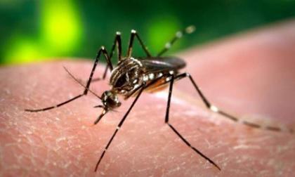 Anti dengue week to be observed
