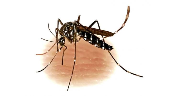 Secretary for continuing dengue surveillance activities

