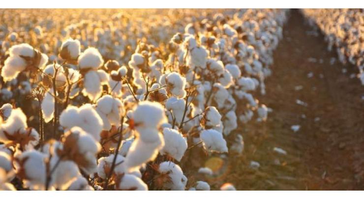 Proper picking of cotton flowers preserves quality, says CCRI director
