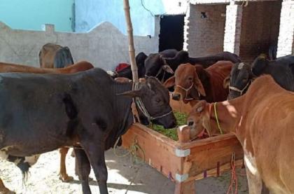 Livestock Dept Organised Free Vaccination Camps For Rain-hit Domestic  Animals - UrduPoint