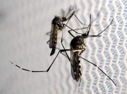 Commissioner Sukkur reviews dengue situation
