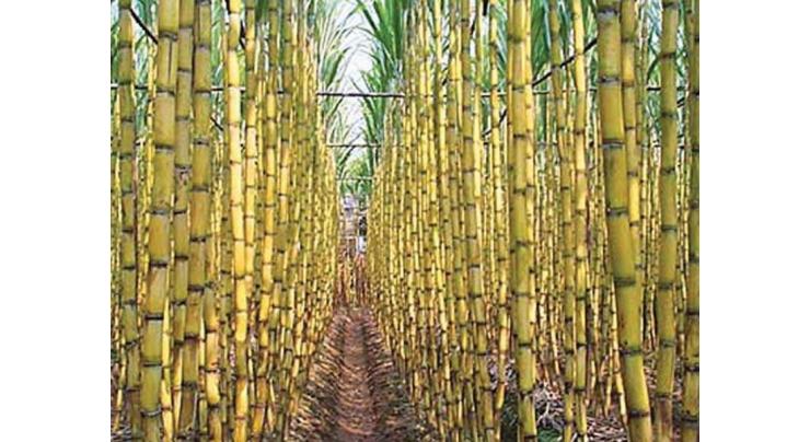'Mechanized farming can enhance sugarcane production'
