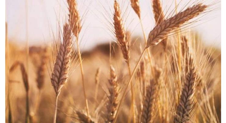 Chief Secretary Sindh for forming survey committees to collect wheat cultivation data
