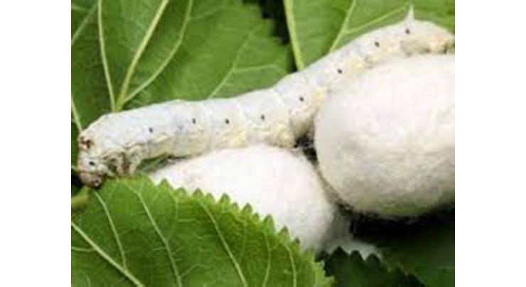 Sericulture 'capacity building' workshop from today
