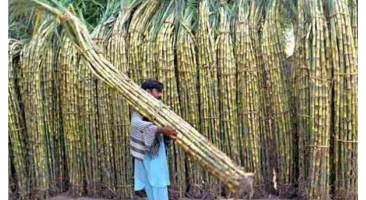 Sugarcane crushing begins in Punjab
