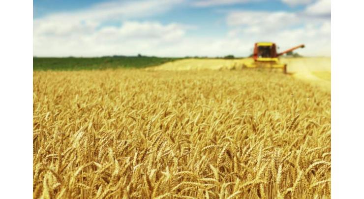 EU Wheat Exports in August Went Primarily to Africa, Middle East - Trade Report