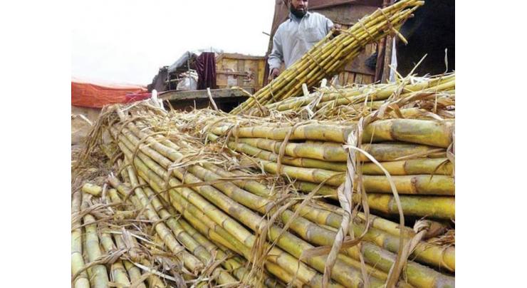 Crackdown on illegal sugarcane weighing scales launched
