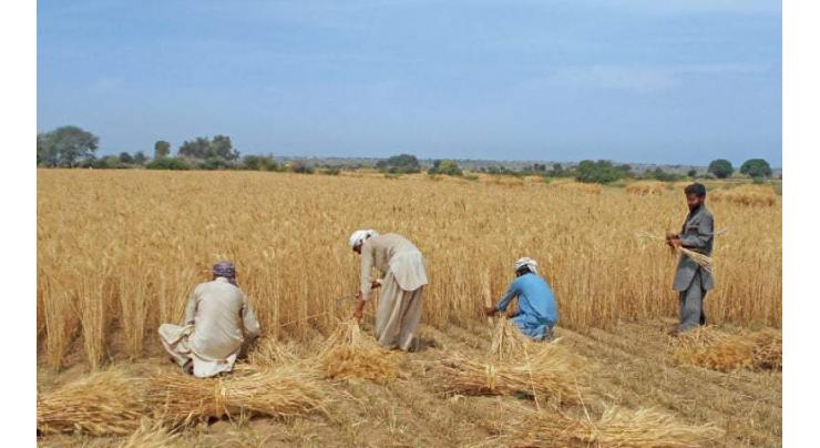 Wheat distributions being ensured to farmers in Kharan: Munir
