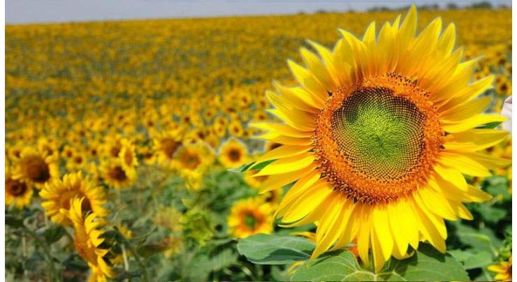 Agriculture Department explains procedure to claim subsidy on sunflower cultivation
