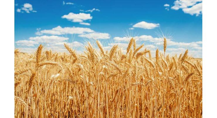 Wheat sown on 1.868m acres in Faisalabad 
