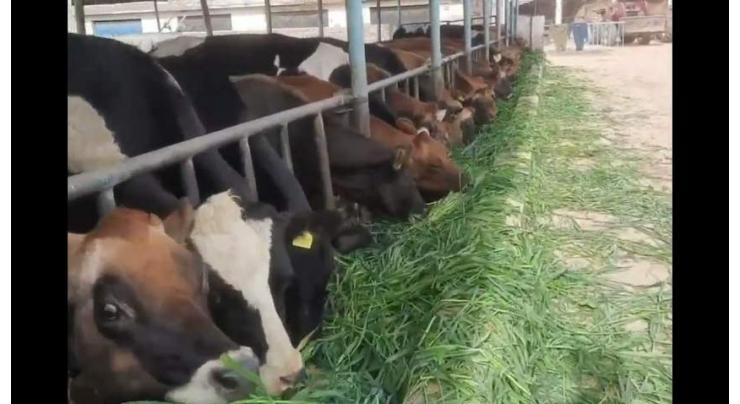 Secretary livestock visits Harichand cattle breeding farm
