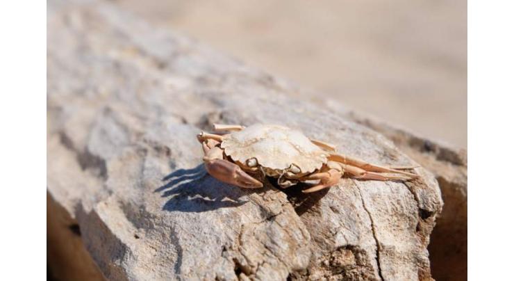 New pathogen likely culprit for mass crab deaths: UK study

