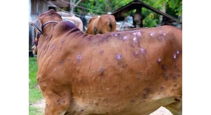 Vaccination launched to curb lumpy skin disease in cattle
