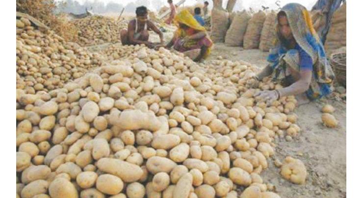 Advisory issued for potato harvesting in Faisalabad 
