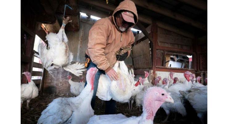 Bird flu detected in mammals but risk to humans low: experts
