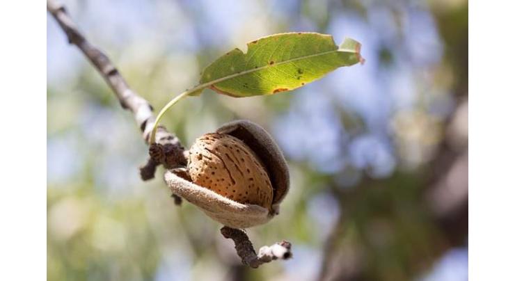 Artificial 'pollination' imperative for enhanced dates production
