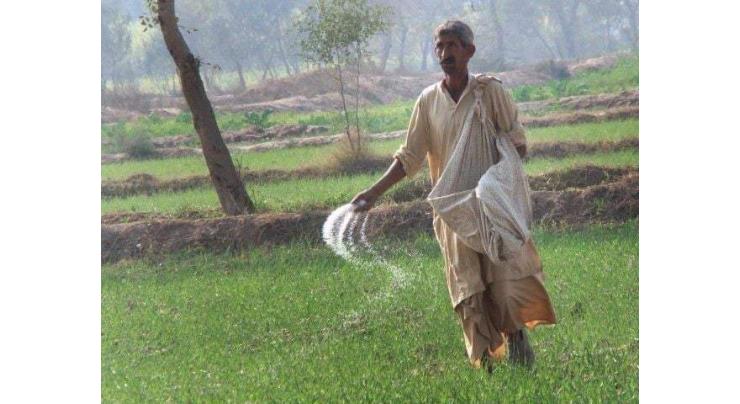 Fertilizers shortage irk farmers in Khanewal
