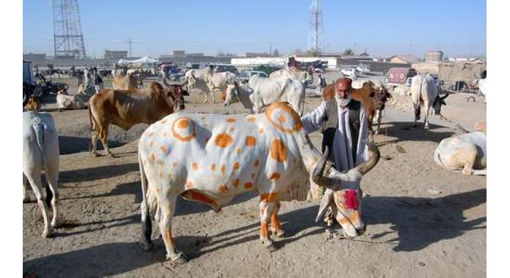 LG minister orders improving conditions at cattle markets
