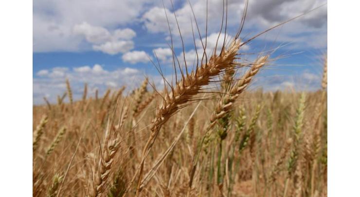Wheat farmers told to beware of Rust amid expected rise in temperature
