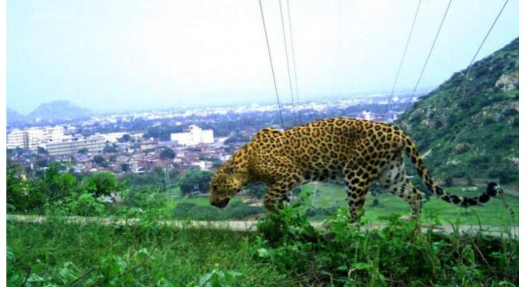 ICT admin warns citizens after leopard jumps into private housing society
