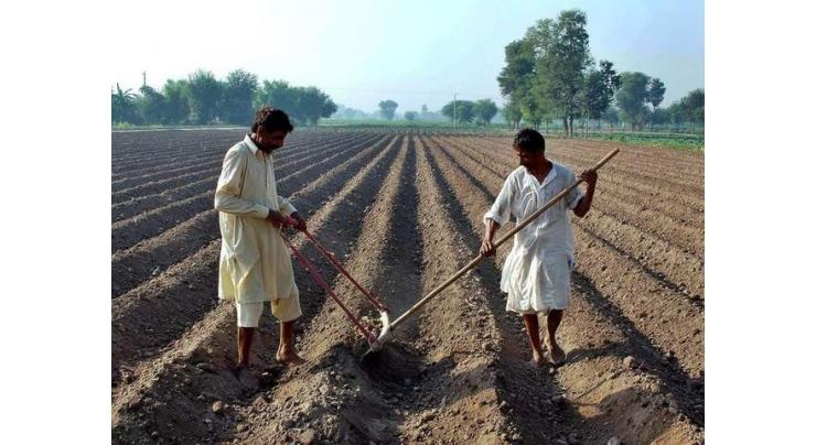 Farmers urged to register for Punjab crop insurance
