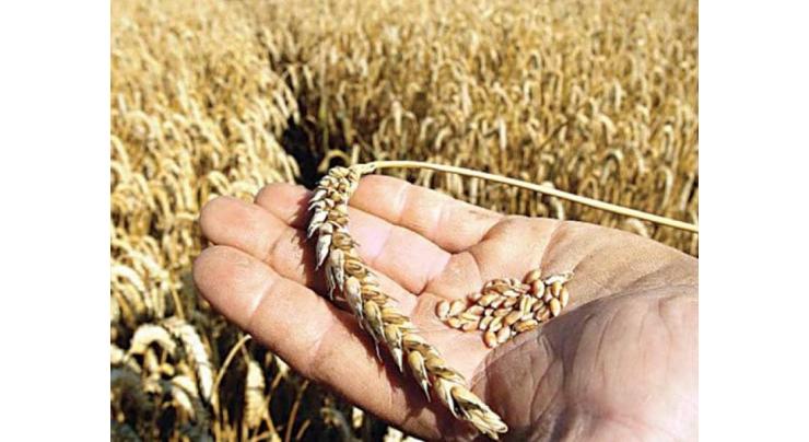 Farmers urged to cultivate new varsities of Zinc wheat
