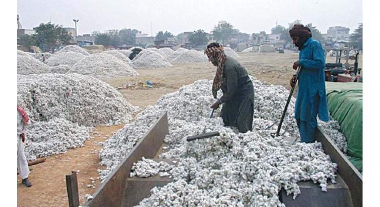 Economic Coordination Committee (ECC) fixes cotton intervention price at Rs8,500 per 40 kg
