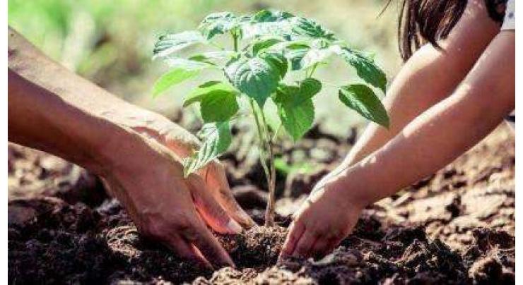Spring plantation drive : 8 mln sapling to be planted in South Punjab
