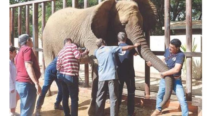The Elephant; experts due in Karachi to treat Noor Jahan: Zoo authorities
