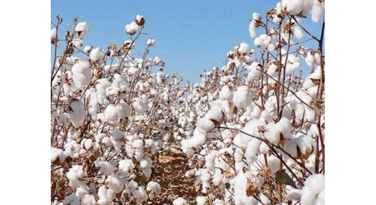 Director CCRI Multan congratulates scientists on approval of two Bt cotton varieties
