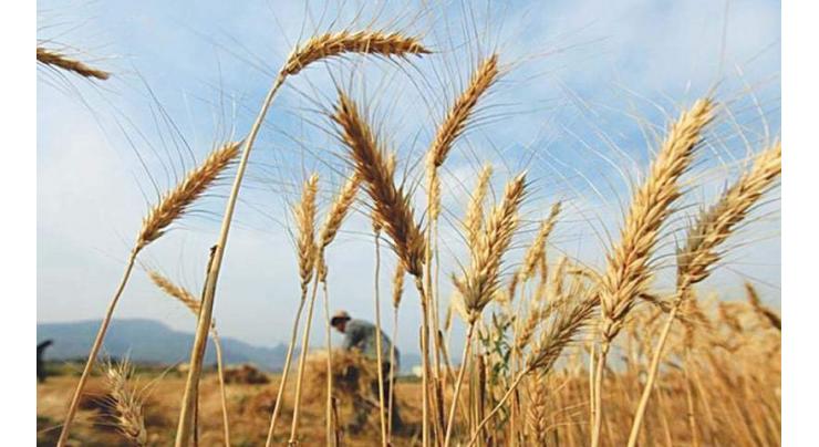 Secretary food directs to achieve wheat procurement target
