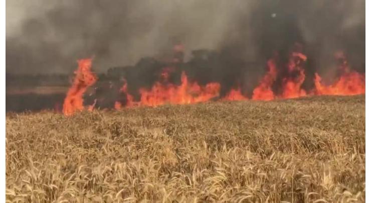Wheat crop at three acres reduced to ashes after electric spark
